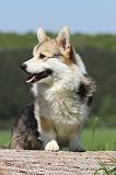 CORGI PEMBROKE 641